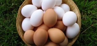 Pourquoi les œufs de poule sont blancs et bruns, ce qui détermine la couleur