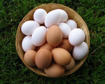 Pourquoi les œufs de poule sont blancs et bruns, ce qui détermine la couleur