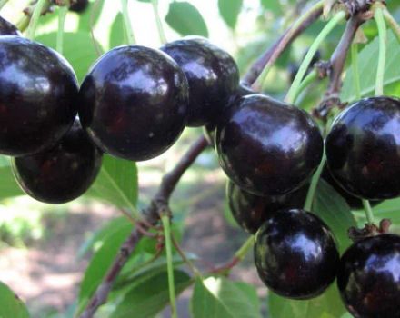 Description de la variété de cerise Shokoladnitsa, pollinisateurs, plantation et soins