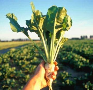 Description of sugar beet varieties, cultivation and cultivation technology, yield