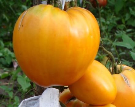 Description de la variété de tomate Heart of Ashgabat et ses caractéristiques