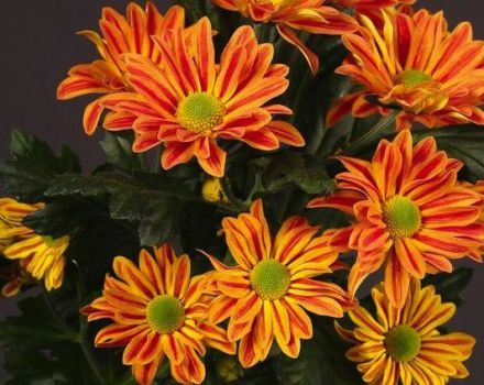 Features and description of Jordi's bush chrysanthemums, planting and care