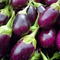 Description de la variété d'aubergine nain japonais, ses caractéristiques et son rendement