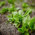 Cómo plantar acedera y cuidarla en campo abierto, cómo alimentarla después del corte.