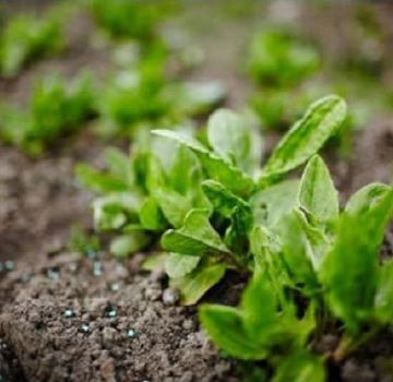 Cara menanam sorrel dengan betul dan merawatnya di ladang terbuka, cara memberi makan setelah memotong