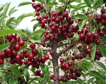 Est-il possible de faire pousser une cerise à partir d'une pierre à la maison et comment prendre soin d'un semis