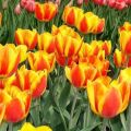 Description et caractéristiques de la variété de tulipes Apeldoorn, plantation et culture