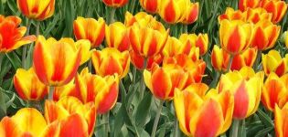 Description et caractéristiques de la variété de tulipes Apeldoorn, plantation et culture