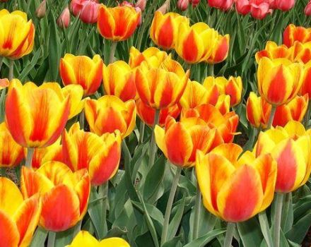 Description and characteristics of the tulip variety Apeldoorn, planting and cultivation