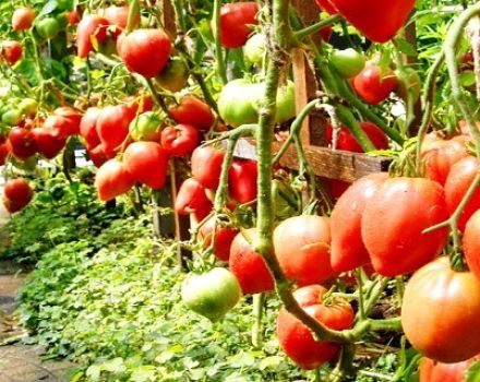 Description and characteristics of the tomato variety Sir Elian, its yield