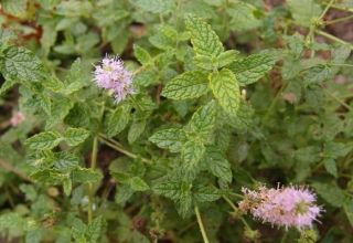 Descripción de la variedad de menta fresa, recomendaciones de cultivo y cuidado.