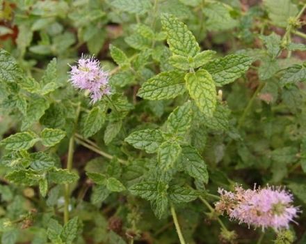 Paglalarawan ng iba't ibang mga strawberry mint, mga rekomendasyon para sa paglilinang at pangangalaga