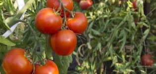 Description of the Tyler tomato variety, its characteristics and yield