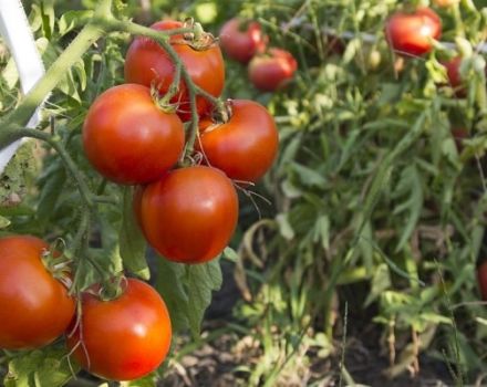 Description de la variété de tomates Tyler, ses caractéristiques et son rendement