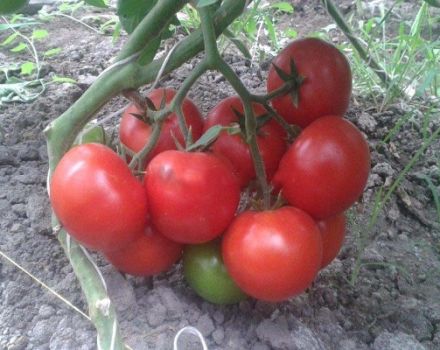 Description de la variété de tomate Matias, caractéristiques de culture et d'entretien