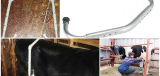 The dimensions of the anti-break for cows and how to do it yourself, training for milking