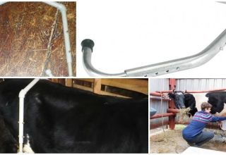 The dimensions of the anti-break for cows and how to do it yourself, training for milking