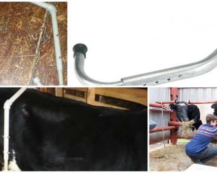 The dimensions of the anti-break for cows and how to do it yourself, accustoming to milking