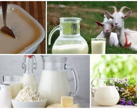 Recipes for making goat milk sour cream at home