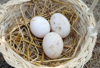 ¿Cuántos huevos se pueden colocar debajo del indoctuka y sobrevivirá la nidada de otras aves?