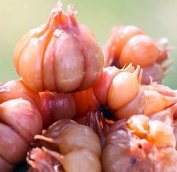 Recette pour l'ail mariné comme au marché avec des têtes entières