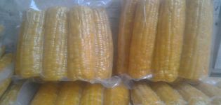 How to store corn on the cob for the winter at home