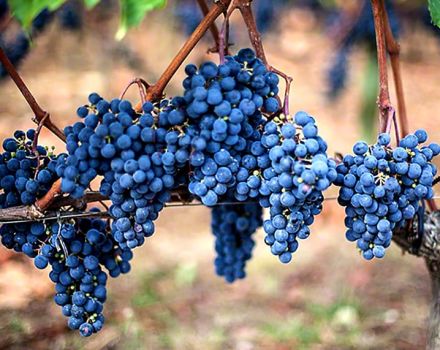 Description et caractéristiques du raisin Merlot, ses avantages et ses inconvénients