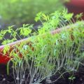 Cómo cultivar adecuadamente eneldo en el alféizar de una ventana en invierno en casa