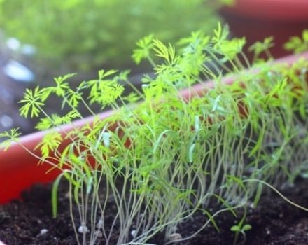 Cómo cultivar adecuadamente eneldo en el alféizar de una ventana en invierno en casa