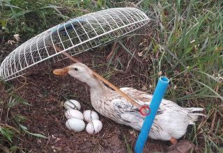 Top 8 façons d'attraper des canards sauvages, comment fabriquer un piège de vos propres mains