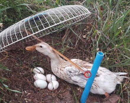 Top 8 façons d'attraper des canards sauvages, comment fabriquer un piège de vos propres mains