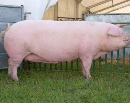 Description and characteristics of Landrace pigs, conditions of detention and breeding