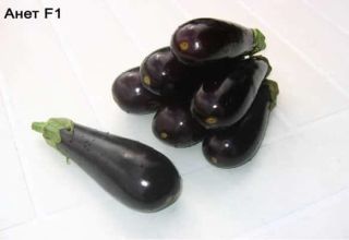 Description et caractéristiques de l'aubergine Anet F1, culture et entretien