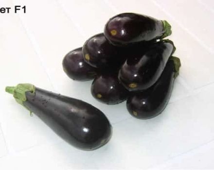 Description et caractéristiques de l'aubergine Anet F1, culture et soins