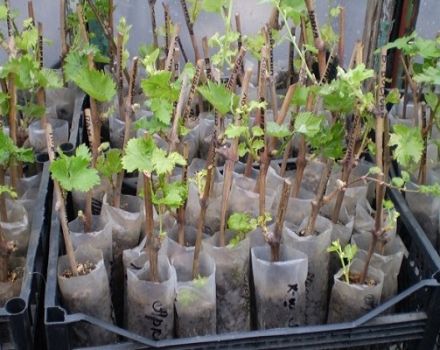 Cómo propagar adecuadamente las uvas en verano con esquejes verdes en casa.