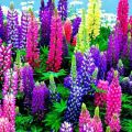 Planting and caring for lupines in the open field, whether it is necessary to cut them for the winter