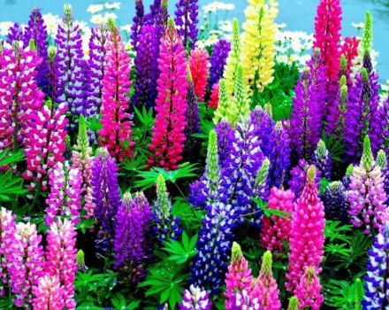 Planting and caring for lupines in the open field, whether it is necessary to cut them for the winter