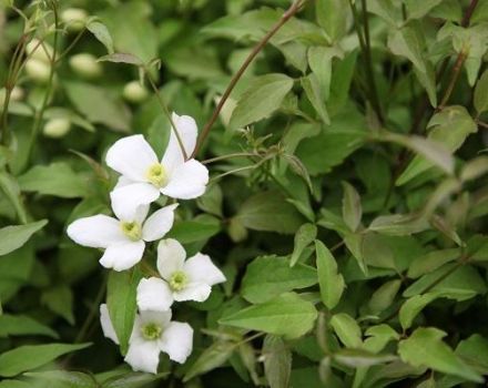 Penerangan dan ciri-ciri clematis gunung, penanaman dan penjagaan