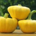 Description of the varieties of squash UFO, Gosha, Disk, Solnyshko, Sunny Bunny and their yield