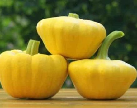 Description des variétés de squash UFO, Gosha, Disk, Solnyshko, Sunny Bunny et leur rendement