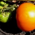 Description of the tomato variety Graf Orlov, its cultivation and yield