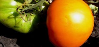 Description of the tomato variety Graf Orlov, its cultivation and yield