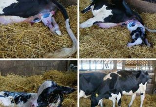 How to prepare for the birth of a cow and adopt a calf, possible complications