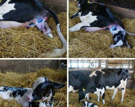 Bagaimana mempersiapkan kelahiran lembu dan mengasuh anak lembu, kemungkinan komplikasi