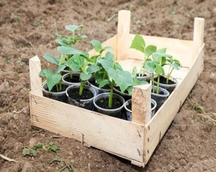 When to plant cucumbers in open ground in 2020 according to the lunar calendar