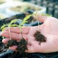 Que faire si une jambe noire apparaît dans les plants de tomates