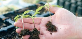 Qué hacer si aparece una pierna negra en las plántulas de tomate.