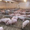 How many pigs can be kept in a personal subsidiary farm, norms and requirements