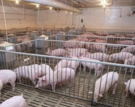 How many pigs can be kept in a personal subsidiary farm, norms and requirements