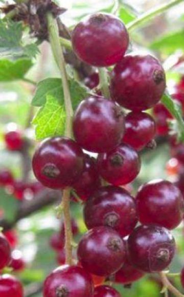 Description and characteristics of Viksne currants, planting and care rules